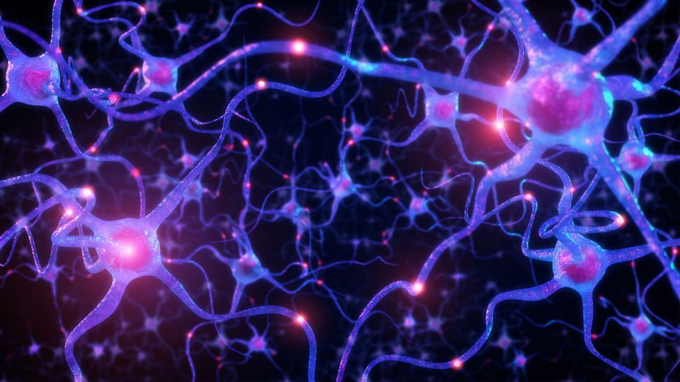 A network of illuminated neurons
